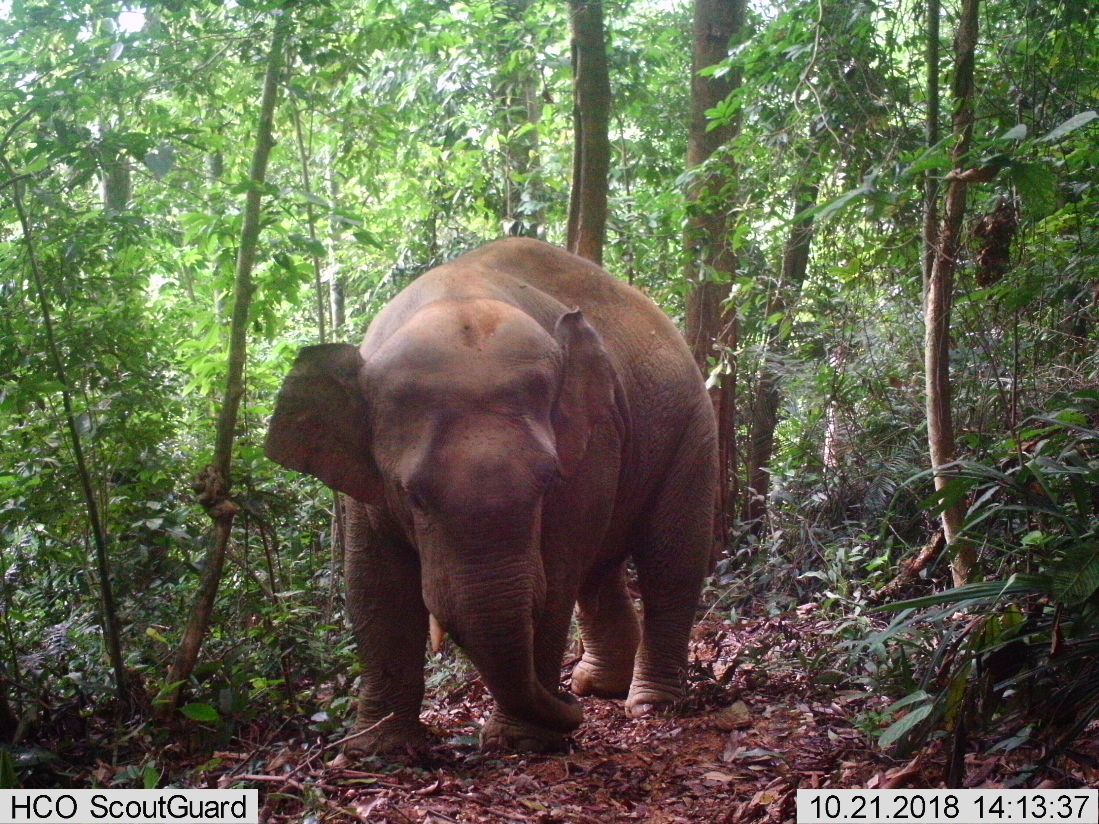 Male elephant in Pumat NP